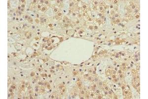 Immunohistochemistry of paraffin-embedded human adrenal gland tissue using ABIN7156711 at dilution of 1:100
