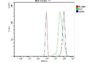 Flow Cytometry analysis of ANA-1 cells using anti-Gbp2 antibody (ABIN7600364). (GBP2 Antikörper  (AA 181-589))