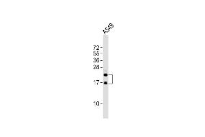 Anti-FGF2 Antibody at 1:2000 dilution + A549 whole cell lysates Lysates/proteins at 20 μg per lane. (FGF2 Antikörper)
