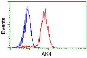 Image no. 4 for anti-Adenylate Kinase 4 (AK4) antibody (ABIN1496528) (AK4 Antikörper)