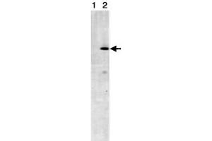 Western blot analysis of STRN3 in NIH/3T3 cell lysates (Lane1 : control antibody, Lane2 : anti- STRN3) with STRN3 monoclonal antibody, clone S68 . (STRN3 Antikörper)