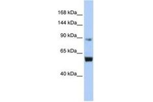 Image no. 1 for anti-Minichromosome Maintenance Deficient 10 (MCM10) (AA 648-697) antibody (ABIN6742707) (MCM10 Antikörper  (AA 648-697))