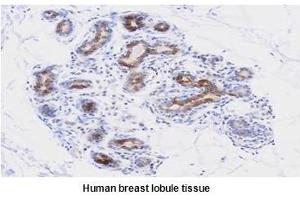 Paraffin embedded sections of human breast lobule tissue were initrocelluloseubated with anti-human PDCD12 (1:50) for 2 hours at room temperature. (AVEN Antikörper  (AA 254-362))