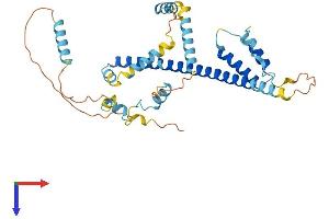 FEZ2 Protein (AA 1-348) (His tag)