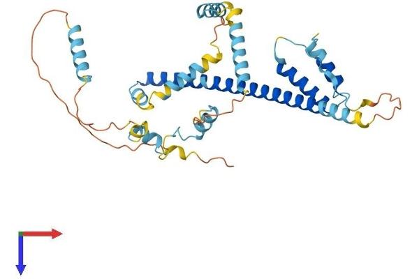 FEZ2 Protein (AA 1-348) (His tag)