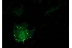 Anti-PDLIM2 mouse monoclonal antibody (ABIN2454456) immunofluorescent staining of COS7 cells transiently transfected by pCMV6-ENTRY PDLIM2 (RC210022). (PDLIM2 Antikörper)
