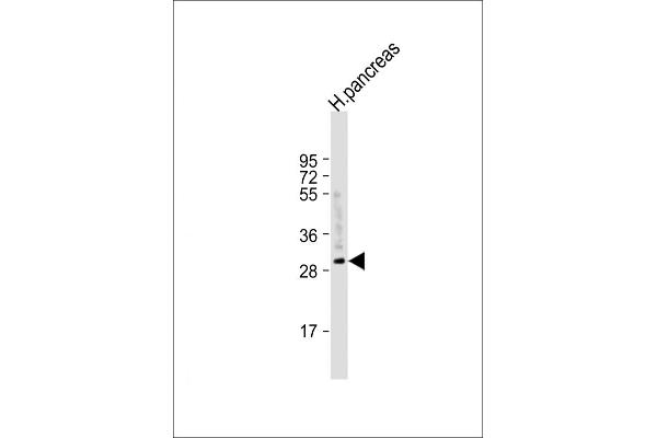 CELA2A Antikörper  (C-Term)