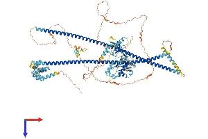 CARD10 Protein (AA 1-1021) (His tag)