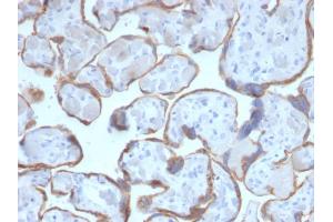Formalin-fixed, paraffin-embedded human Placenta stained with PAPP-A Mouse Monoclonal Antibody (PAPPA/2716). (PAPPA Antikörper  (AA 351-523))