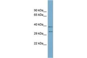 Image no. 1 for anti-Developmental Pluripotency Associated 4 (DPPA4) (N-Term) antibody (ABIN6744126) (DPPA4 Antikörper  (N-Term))