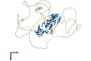 DVL3 Protein (AA 1-716) (His tag)