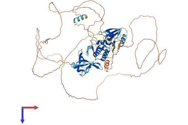 DVL3 Protein (AA 1-716) (His tag)