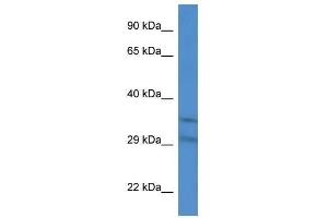 Western Blot showing Slc25a31 antibody used at a concentration of 1. (SLC25A31 Antikörper  (Middle Region))