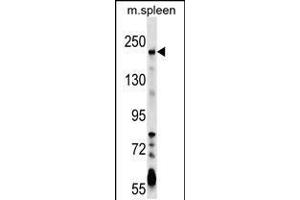 Western blot analysis in mouse spleen tissue lysates (35ug/lane). (NEO1 Antikörper  (AA 657-685))