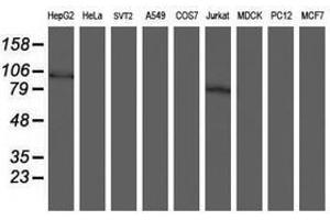 Image no. 2 for anti-SKI-Like Oncogene (SKIL) (AA 307-684) antibody (ABIN1491387) (SKIL Antikörper  (AA 307-684))