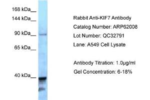 Western Blotting (WB) image for anti-Kinesin Family Member 7 (KIF7) (C-Term) antibody (ABIN2788986) (KIF7 Antikörper  (C-Term))