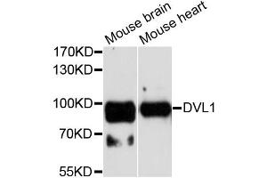 Western blot analysis of extracts of various cell lines, using DVL1 antibody. (DVL1 Antikörper)