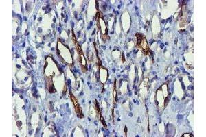 Immunohistochemical staining of paraffin-embedded Human Kidney tissue using anti-FAM84B mouse monoclonal antibody. (FAM84B Antikörper)