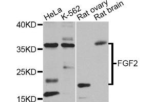 Western blot analysis of extracts of various cell lines, using FGF2 antibody (ABIN1872685) at 1:1000 dilution. (FGF2 Antikörper)