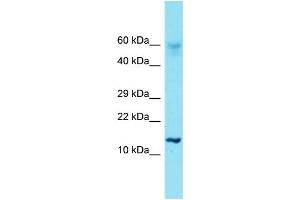 Western Blotting (WB) image for anti-Histone Cluster 1, H2ae (HIST1H2AE) (N-Term) antibody (ABIN2791579) (HIST1H2AE Antikörper  (N-Term))