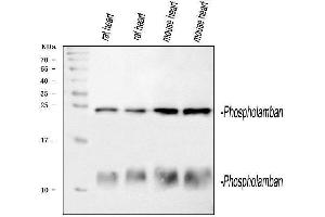 Western blot analysis of PLN using anti-PLN antibody (ABIN3043442). (Phospholamban Antikörper  (N-Term))