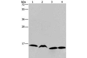Western Blot analysis of K562, Raji, Hela and 293T cell using HIST1H2AH Polyclonal Antibody at dilution of 1:250 (HIST1H2AH Antikörper)