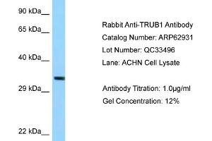 Western Blotting (WB) image for anti-TruB Pseudouridine (Psi) Synthase Homolog 1 (TRUB1) (C-Term) antibody (ABIN2789302) (TRUB1 Antikörper  (C-Term))