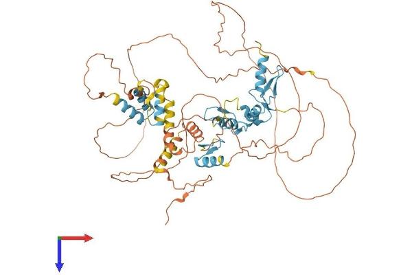 HIC2 Protein (AA 1-619) (His tag)