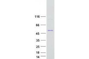 Western Blotting (WB) image for Chromosome 15 Open Reading Frame 58 (C15orf58) protein (Myc-DYKDDDDK Tag) (ABIN2714070)