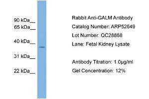 WB Suggested Anti-GALM  Antibody Titration: 0.