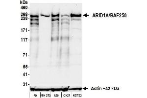 Western Blotting (WB) image for anti-AT Rich Interactive Domain 1A (SWI-Like) (ARID1A) (AA 750-800) antibody (ABIN7795677) (Rekombinanter ARID1A Antikörper  (AA 750-800))