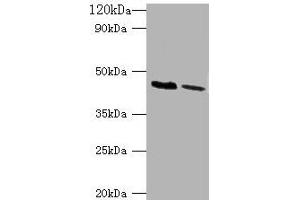 Western blot All lanes: KCNJ1 antibody at 2 μg/mL Lane 1: HepG2 whole cell lysate Lane 2: Hela whole cell lysate Secondary Goat polyclonal to rabbit IgG at 1/10000 dilution Predicted band size: 45, 43 kDa Observed band size: 45 kDa (KCNJ1 Antikörper  (AA 178-391))