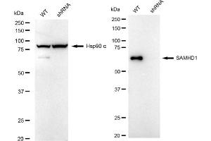 Western blotting analysis using SAMHD1 antibody (ABIN7800270).