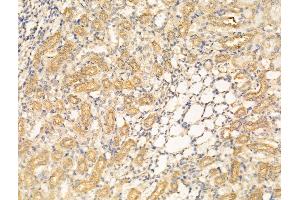 ABIN6262309 and ABIN6268941 at 1/100 staining Rat kidney tissue by IHC-P. (HNF1B Antikörper  (Internal Region))