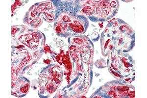 Anti-KIAA0319 antibody IHC staining of human placenta. (KIAA0319 Antikörper  (AA 828-840))