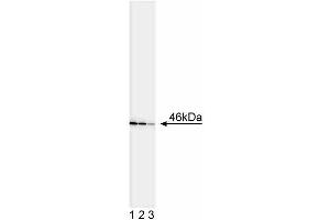 Western blot analysis of JNK1/JNK2. (JNK1/2 Antikörper)
