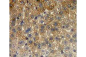 Used in DAB staining on fromalin fixed paraffin-embedded liver tissue (HSPE1 Antikörper  (AA 2-102))