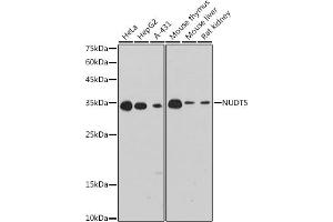 Western blot analysis of extracts of various cell lines, using NUDT5 antibody (ABIN7269071) at 1:1000 dilution. (NUDT5 Antikörper)