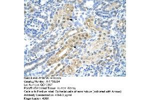 Human kidney (TFAP2C Antikörper  (N-Term))