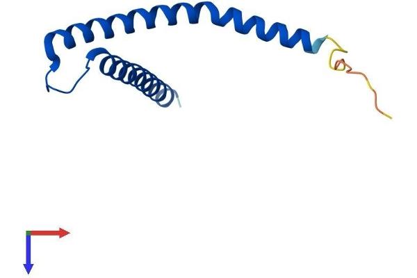 TIMM10B Protein (AA 1-103) (His tag)