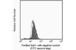 Image no. 2 for anti-Signal Transducer and Activator of Transcription 1, 91kDa (STAT1) (pTyr701) antibody (ABIN968751)