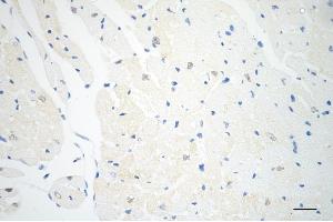 Immunohistochemistry was performed on paraffin-embedded mouse heart using AKAP8 antibody (ABIN7797435), 1:200).