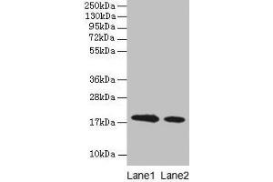 Western blot All lanes: Bovine milk Beta-lactoglobulin antibody at 2 μg/mL Lane 1: Bovine milk Beta-lactoglobulin at 0. (Beta Lactoglobulin (LGB) Antikörper)