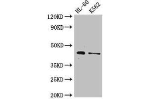 Western Blot Positive WB detected in: HL60 whole cell lysate, K562 whole cell lysate All lanes: MTERF1 antibody at 2. (MTERF Antikörper  (AA 63-232))