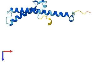 AlphaFold protein structure predicition of Human Recombinant NDUFC2-KCTD14 Protein, UniprotID E9PQ53 (NDUFC2-KCTD14 Protein (AA 1-114) (His tag))