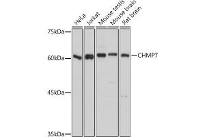 Western blot analysis of extracts of various cell lines, using CHMP7 antibody (ABIN7266338) at 1:1000 dilution. (CHMP7 Antikörper  (AA 204-453))