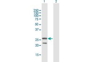 Western Blot analysis of MRPS34 expression in transfected 293T cell line by MRPS34 MaxPab polyclonal antibody. (MRPS34 Antikörper  (AA 1-218))
