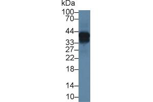 Western Blot; Sample: Mouse Lung lysate; Primary Ab: 1µg/ml Rabbit Anti-Mouse ON Antibody Second Ab: 0.