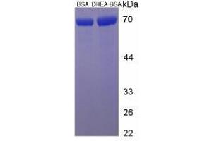 Image no. 2 for Dehydroepiandrosterone (DHEA) protein (BSA) (ABIN1880103)