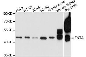 Western blot analysis of extract of various cells, using FNTA antibody. (FNTA Antikörper)